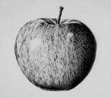apple_drawing_compact_450x450_65ba92be-118e-4d89-9205-4afab8dbf7a5[product-name]-letterseals.mom