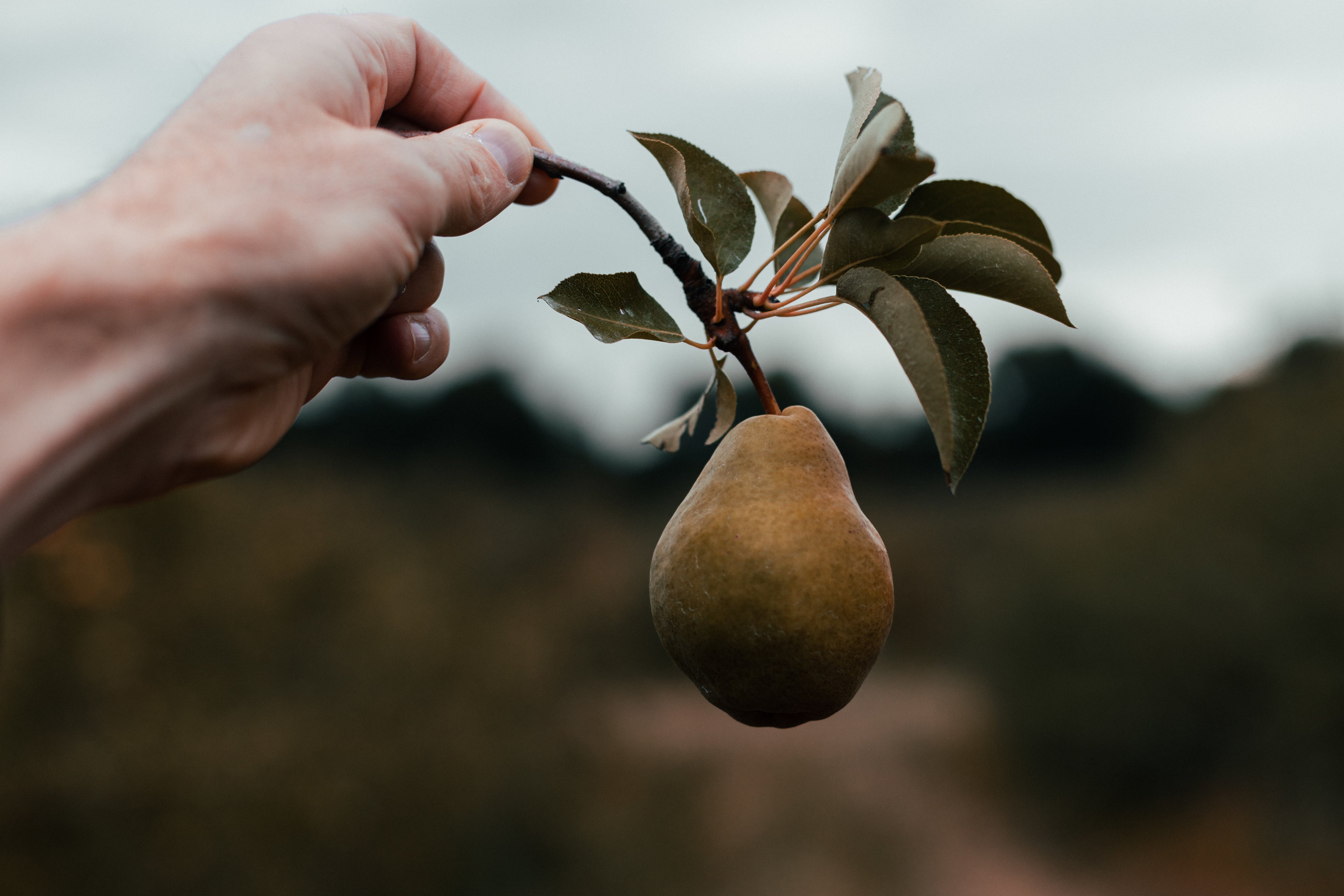hand-holding-pear-still-on-the-branch[product-name]-letterseals.mom